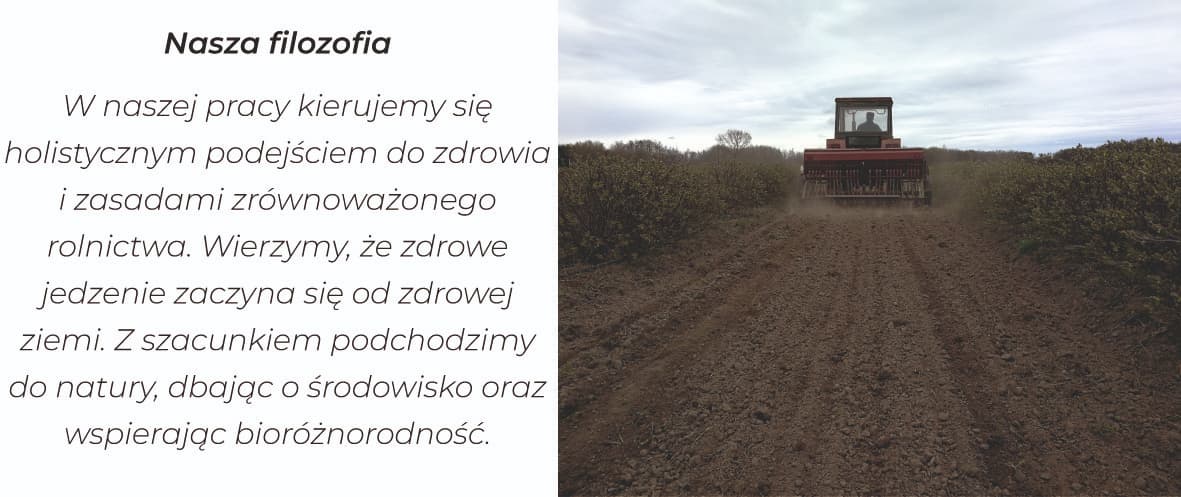 Prace polowe na plantacji jagody kamczackiej, utrzymanie ekosystemu w naturalnej formie.