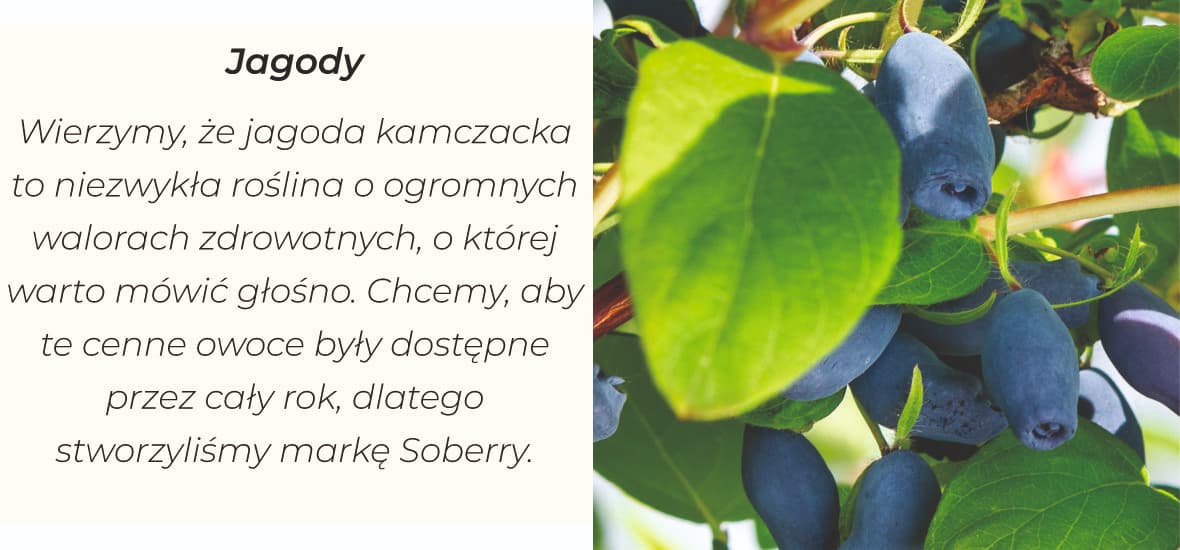 Owoce jagody kamczackiej na krzaku w śród listy skąpane w letnim słońcu