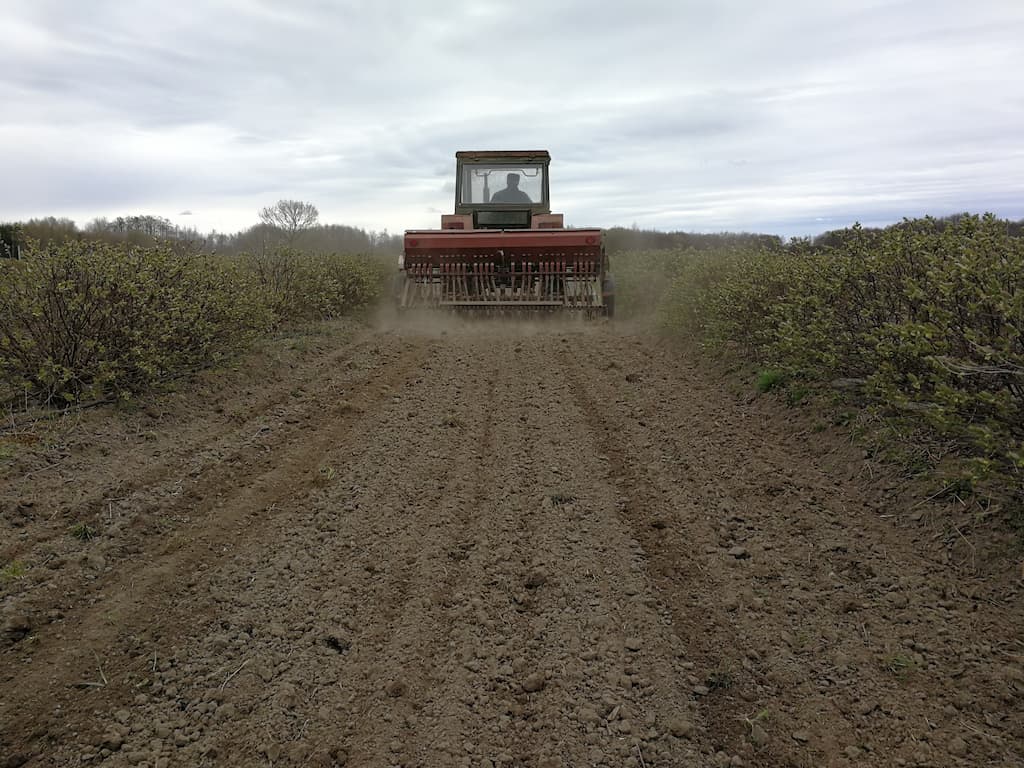 Uprawa jagody kamczackiej Soberry - traktor pracujący na naturalnej plantacji w Polsce.